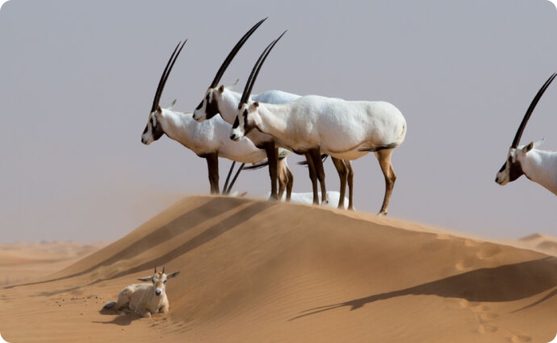 نبذة عن الوزارة
