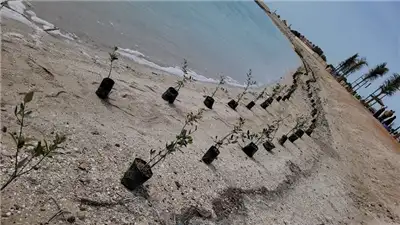 Campaign to clean the Bahia Beach and plant mangroves