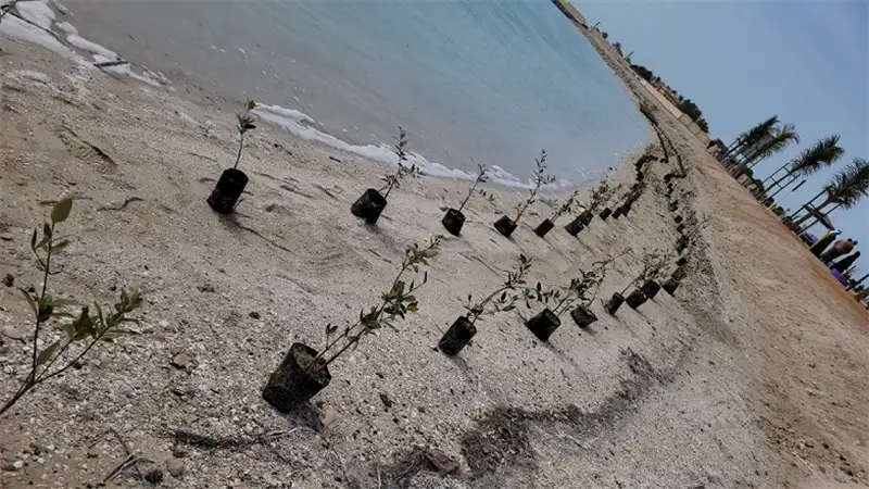 Campaign to clean the Bahia Beach and plant mangroves